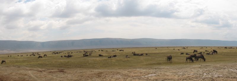 Ngorongoro Wildebeast