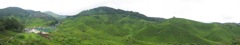 Cameron Highlands Tea Field 2