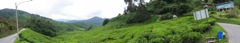 Cameron Highlands Tea Field