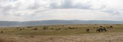 Ngorongoro Wildebeast